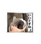 猫のダム③（個別スタンプ：13）