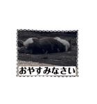 猫のダム③（個別スタンプ：15）