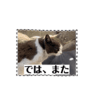 猫のダム③（個別スタンプ：16）