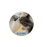 うごく♪ミリンとラック時々ワンタン（個別スタンプ：3）