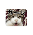 うごく♪ミリンとラック時々ワンタン（個別スタンプ：6）
