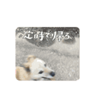 うごく♪ミリンとラック時々ワンタン（個別スタンプ：7）
