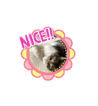 うごく♪ミリンとラック時々ワンタン（個別スタンプ：9）