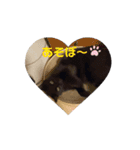 うごく♪ミリンとラック時々ワンタン（個別スタンプ：16）