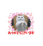 白猫きゆこ（個別スタンプ：2）