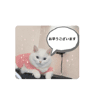 白猫きゆこ（個別スタンプ：6）