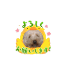小川家のプーちゃん（個別スタンプ：2）