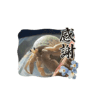 オカヤドカリのくもちゃん（個別スタンプ：3）