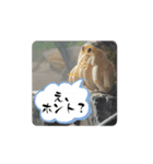 オカヤドカリのくもちゃん（個別スタンプ：5）