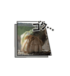 オカヤドカリのくもちゃん（個別スタンプ：7）