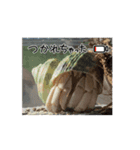 オカヤドカリのくもちゃん（個別スタンプ：11）