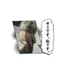 オカヤドカリのくもちゃん（個別スタンプ：13）