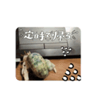 オカヤドカリのくもちゃん（個別スタンプ：16）
