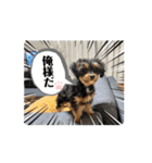 石川家のマロちゃんスタンプ(その6)（個別スタンプ：1）