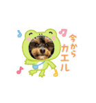 石川家のマロちゃんスタンプ(その6)（個別スタンプ：2）