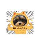石川家のマロちゃんスタンプ(その6)（個別スタンプ：6）