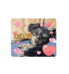 石川家のマロちゃんスタンプ(その6)（個別スタンプ：9）