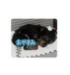 石川家のマロちゃんスタンプ(その6)（個別スタンプ：12）