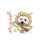 マルプーのおもちと猫のにゃこた2（個別スタンプ：1）
