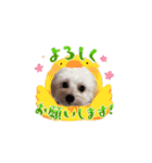 マルプーのおもちと猫のにゃこた2（個別スタンプ：2）