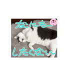 マルプーのおもちと猫のにゃこた2（個別スタンプ：6）