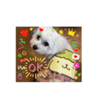 マルプーのおもちと猫のにゃこた2（個別スタンプ：7）