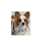 レオの休日❗️（個別スタンプ：14）