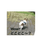レオの休日❗️（個別スタンプ：15）