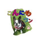 ボストンテリアのヨウちゃんだょ☆（個別スタンプ：2）