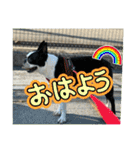ボストンテリアのヨウちゃんだょ☆（個別スタンプ：6）