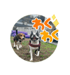 ボストンテリアのヨウちゃんだょ☆（個別スタンプ：12）