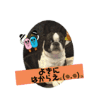 ボストンテリアのヨウちゃんだょ☆（個別スタンプ：16）