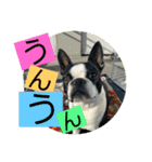 ボストンテリアのヨウちゃんだょ☆（個別スタンプ：22）
