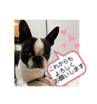 ボストンテリアのヨウちゃんだょ☆（個別スタンプ：26）
