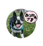ボストンテリアのヨウちゃんだょ☆（個別スタンプ：35）