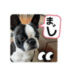 ボストンテリアのヨウちゃんだょ☆（個別スタンプ：36）