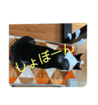 ボストンテリアのヨウちゃんだょ☆（個別スタンプ：37）