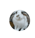 らてわーど弐（個別スタンプ：3）