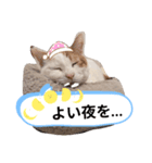 ぷーちゃん2024-2025（個別スタンプ：3）
