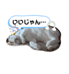 ぷーちゃん2024-2025（個別スタンプ：8）
