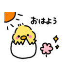 ◉ぴよこの挨拶◉（個別スタンプ：1）