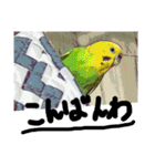 ぴよまる一家の日常（個別スタンプ：3）