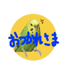 ぴよまる一家の日常（個別スタンプ：7）