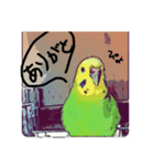 ぴよまる一家の日常（個別スタンプ：10）