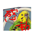 ぴよまる一家の日常（個別スタンプ：12）