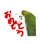ぴよまる一家の日常（個別スタンプ：13）