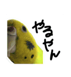 ぴよまる一家の日常（個別スタンプ：14）