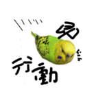 ぴよまる一家の日常（個別スタンプ：18）