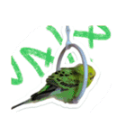 ぴよまる一家の日常（個別スタンプ：24）