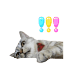 みーちゃんのスタンプはここ（個別スタンプ：4）
